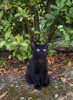 a black cat with blue eyes sitting on the ground in front of some trees and leaves