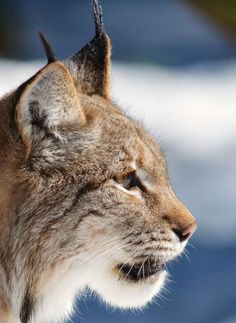 a close up of a cat's face with snow in the back ground behind it