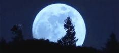 a full moon is seen behind a tree in the night sky with a bicycle rider on it