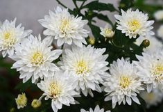 white flowers are blooming in the garden