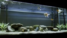 an aquarium with rocks and plants in it