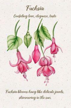 three pink flowers with green leaves on them and the words fuchsia written below