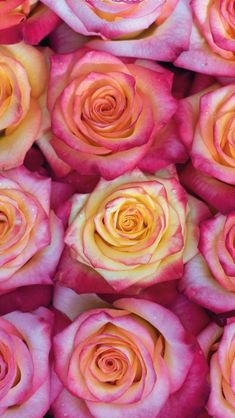 many pink and yellow roses are arranged in the same pattern as one another, close up