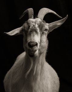 a goat with very long horns standing in front of a black background