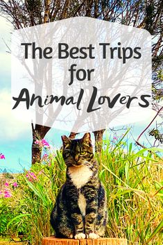 a cat sitting on top of a tree stump with the words, the best trips for animal lovers