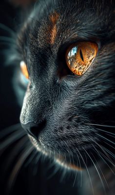 a black cat with orange eyes looking at something