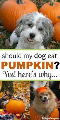 a collage of pumpkins and dogs with the caption should my dog eat pumpkin? yes here's why