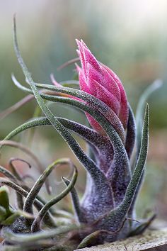 a pink flower is growing out of the top of a plant with thin green stems