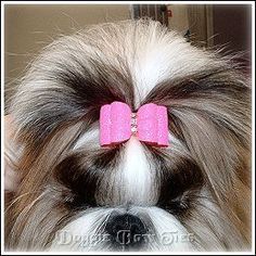 a close up of a dog with a pink bow on it's back head