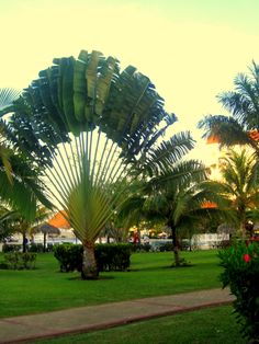 palm trees in a park with people walking by