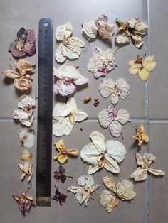 several dried flowers on the floor next to a ruler