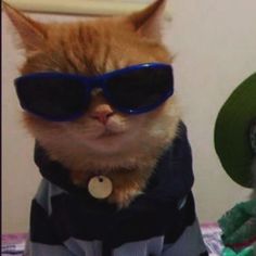 an orange cat wearing sunglasses and a green hat sitting next to another cat in a suit