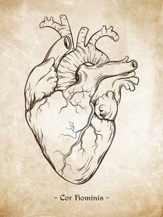 the human heart on an old paper background