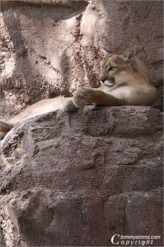 a mountain lion laying on top of a rock wall with its paw resting on it's chin