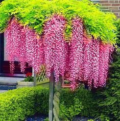 the pink flowers are blooming on the tree in front of some bushes and shrubs