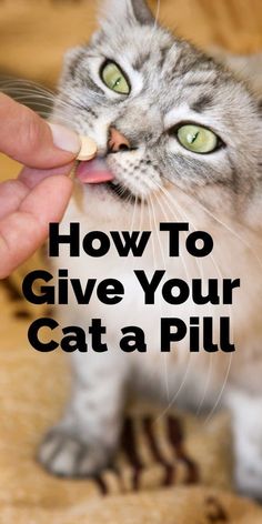 a person feeding a cat with the words how to give your cat a pill