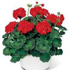 a potted plant with red flowers and green leaves