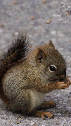 a small squirrel eating something on the ground