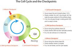 the cell cycle and the checkpoint points for g2, g3, g4