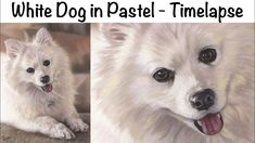 two pictures of a white dog in pastel - timelapse with the words, white dog in pastel - timelapse