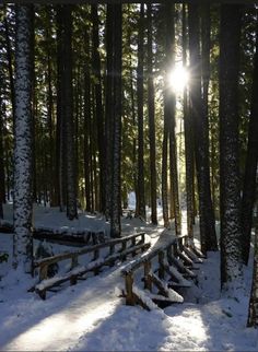 the sun is shining through the trees in the snow - covered forest, with benches and railings