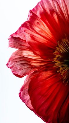 a large red flower with yellow stamens