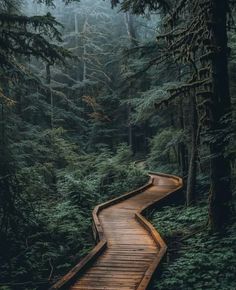 a wooden path in the middle of a forest