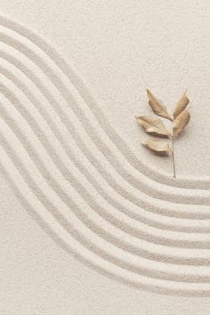 a single leaf sitting on top of a white sand covered ground with wavy lines in the background