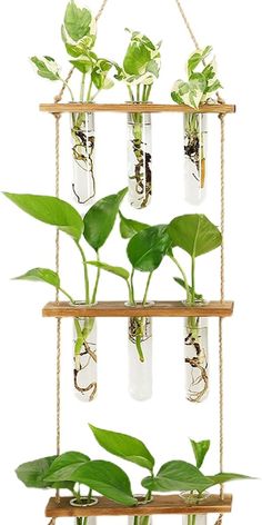 three glass bottles filled with plants hanging from rope