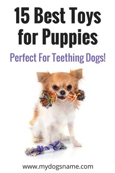 a small dog with a toy in its mouth and the words, 15 best toys for puppies perfect for teething dogs