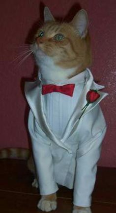 a cat dressed in a tuxedo and bow tie sitting on top of a table