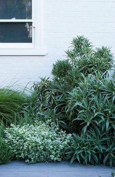 some very pretty plants in front of a white building