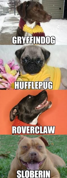 four different pictures of dogs with captions in the middle one says, gryffindog hufflepug hoverc claw slobbin