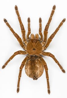 a large brown spider sitting on top of a white wall