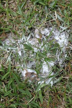 the grass is covered with snow and ice