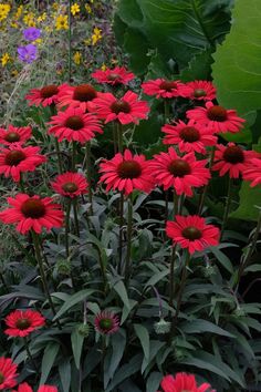 many red flowers in a garden with green leaves