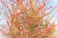 red berries are growing on the branches of a tree with blue sky in the background