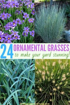 the different types of ornamental grasses to make your yard stunning