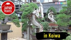 there are many bonsai trees in front of the building with japan travel sticker on it