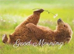 a brown bear laying on its back with the words good morning in front of it