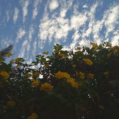 yellow flowers are blooming in the foreground and blue sky with white clouds