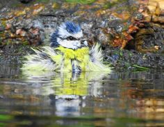 a bird with blue and yellow feathers sitting in the water