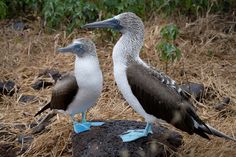 Looking for your next adventure? The Galápagos Islands are calling! Discover the stunning blue-footed boobies and witness their colorful courtship dance. A trip to this paradise is a must for wildlife lovers and adventure seekers alike! 🦶✨ Book your ticket to the Galápagos and explore nature like never before. 🌴🌊 #TravelGoals #GalapagosIslands #WildlifeTravel #BucketListAdventures #BlueFootedBooby #TravelInspiration" Explore Nature, Travel Inspiration, Paradise, Nature