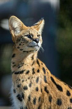 a close up of a small cat near a fence