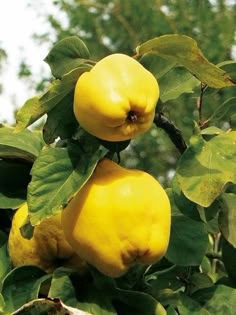 two yellow apples hanging from a tree branch