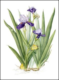 watercolor painting of purple irises and green leaves