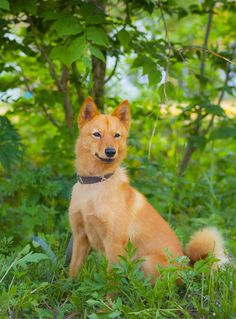 a brown dog sitting in the grass next to trees