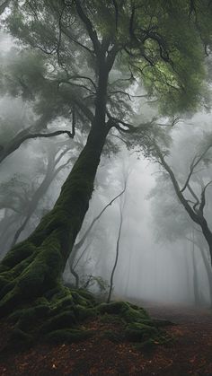 foggy forest with trees and moss growing on the ground