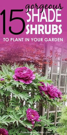 purple flowers growing in the garden with text overlay that reads 15 gorgeous shade shrubs to plant in your garden