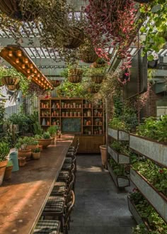 an indoor garden with potted plants and hanging lights